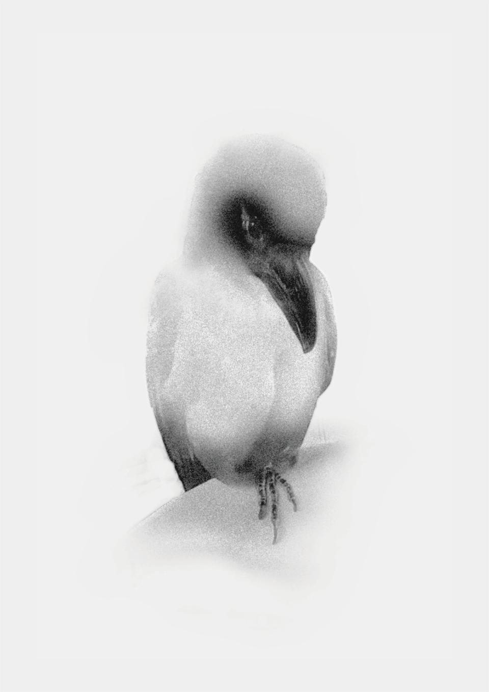 鸦 reimagine 02
