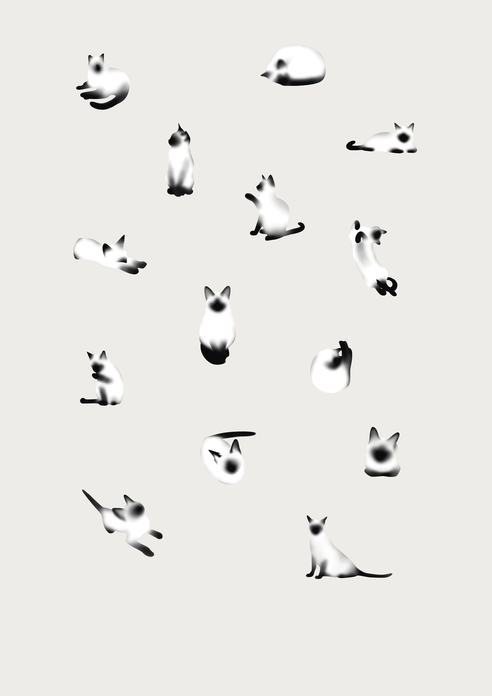 暹罗猫 09